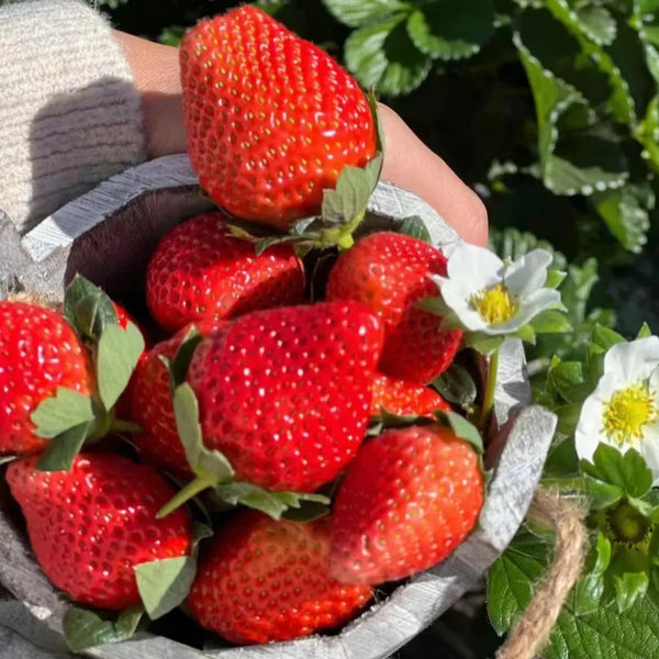 Graines de fraises à la crème