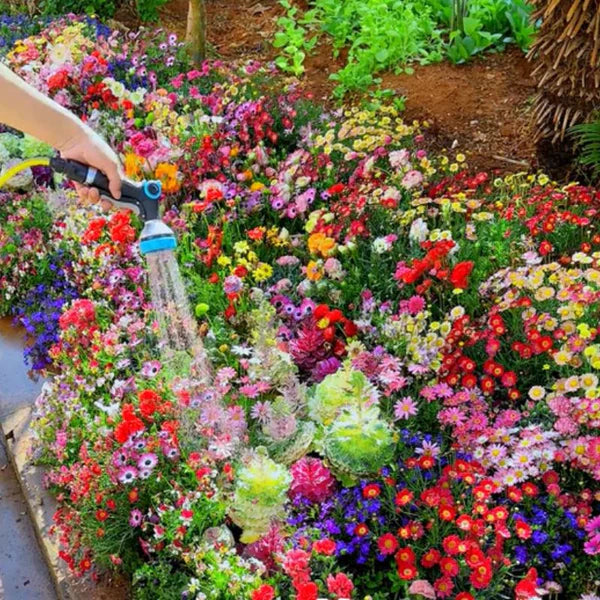 Mélange de graines de  fleurs 🌷