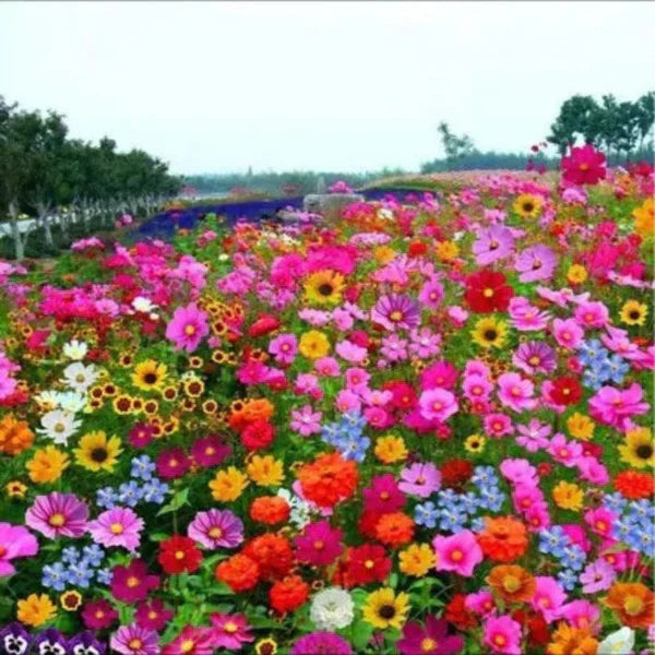 Mélange de graines de fleurs sauvages.