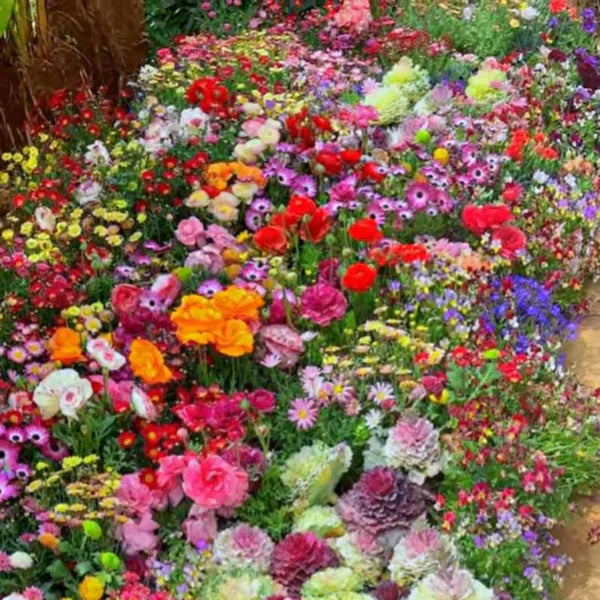 Mélange de graines de fleurs sauvages.